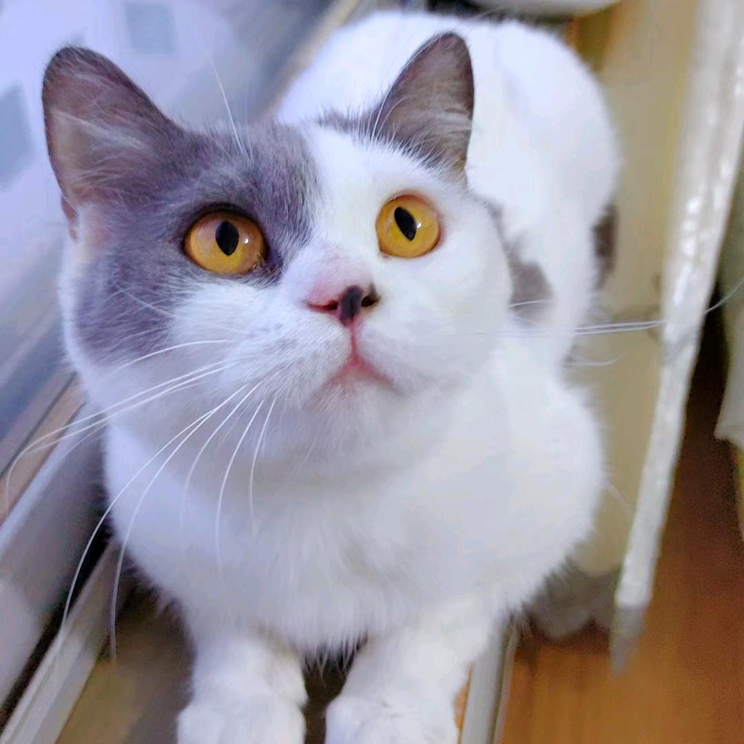 团子猪🐷
