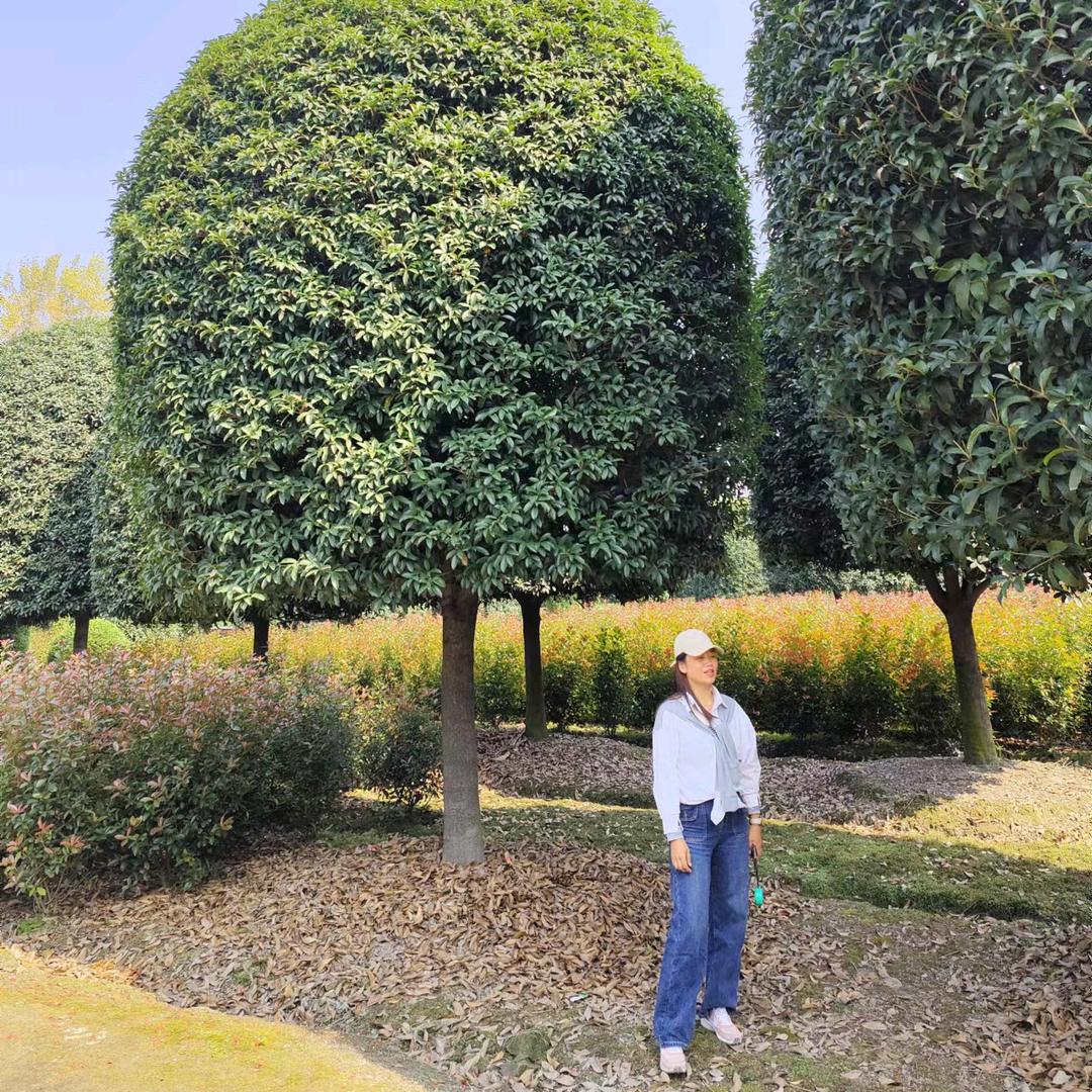 倩妹园林-成都温江（不定时直播）