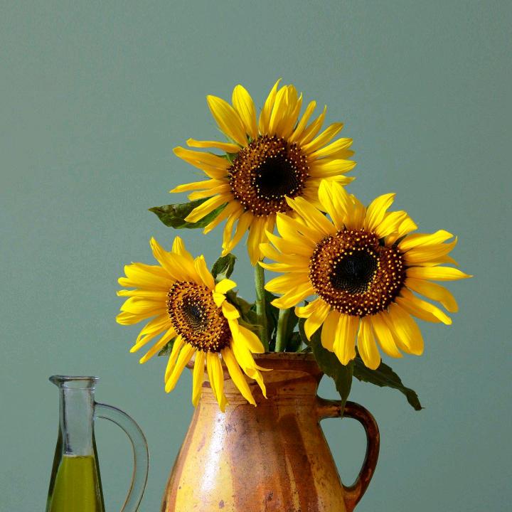 特邦管家婆菲菲