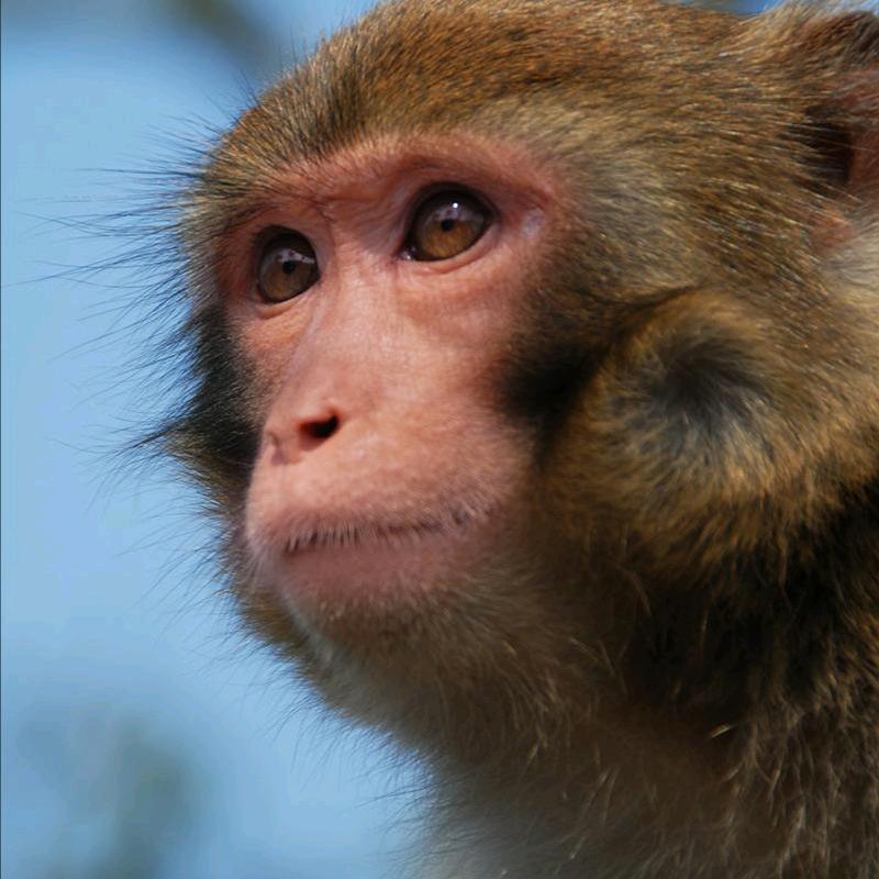 月半猴🐒
