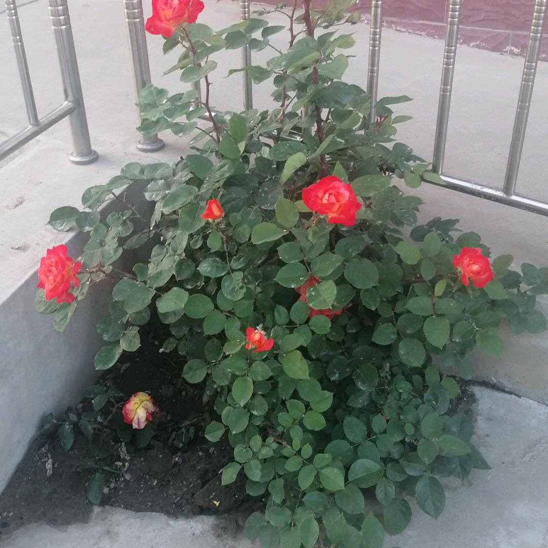 李尚王来
