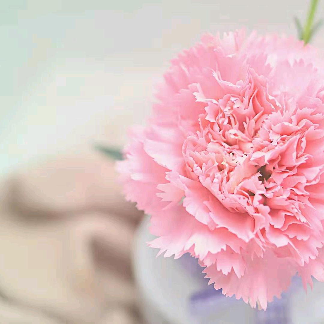 🌺启航🌺