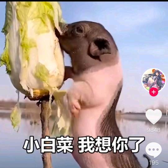 风雨文人