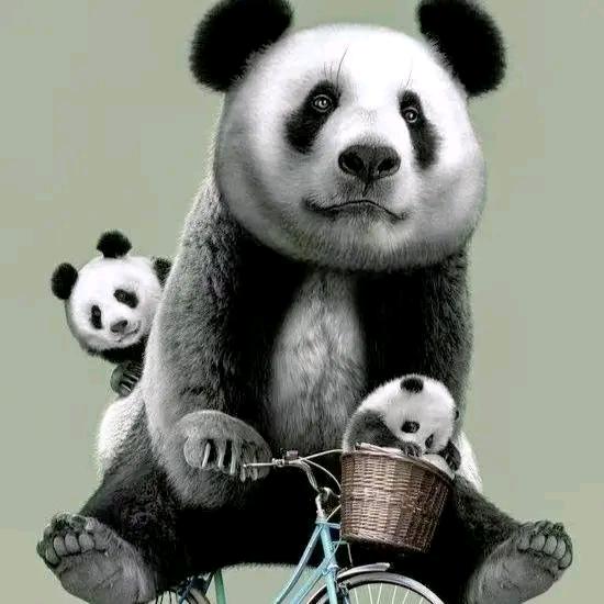 可乐熊猫