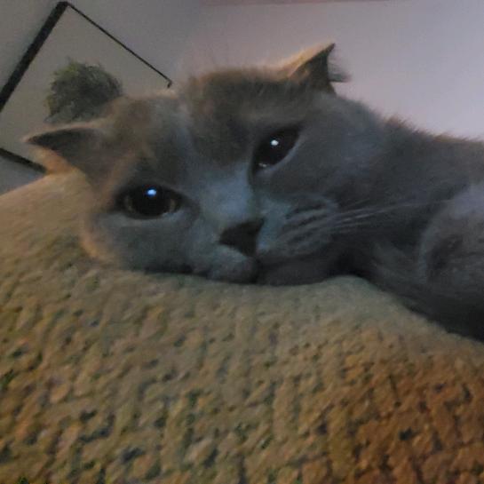 在摸鱼中偷偷努力⁰⁰