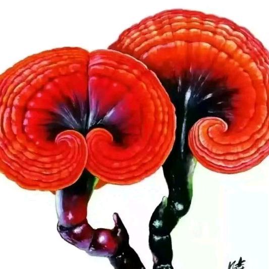 灵芝之缘          拒绝私聊