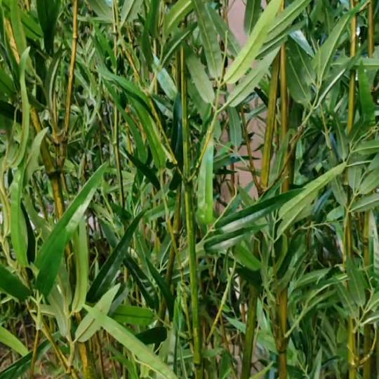 健康快乐平安幸福