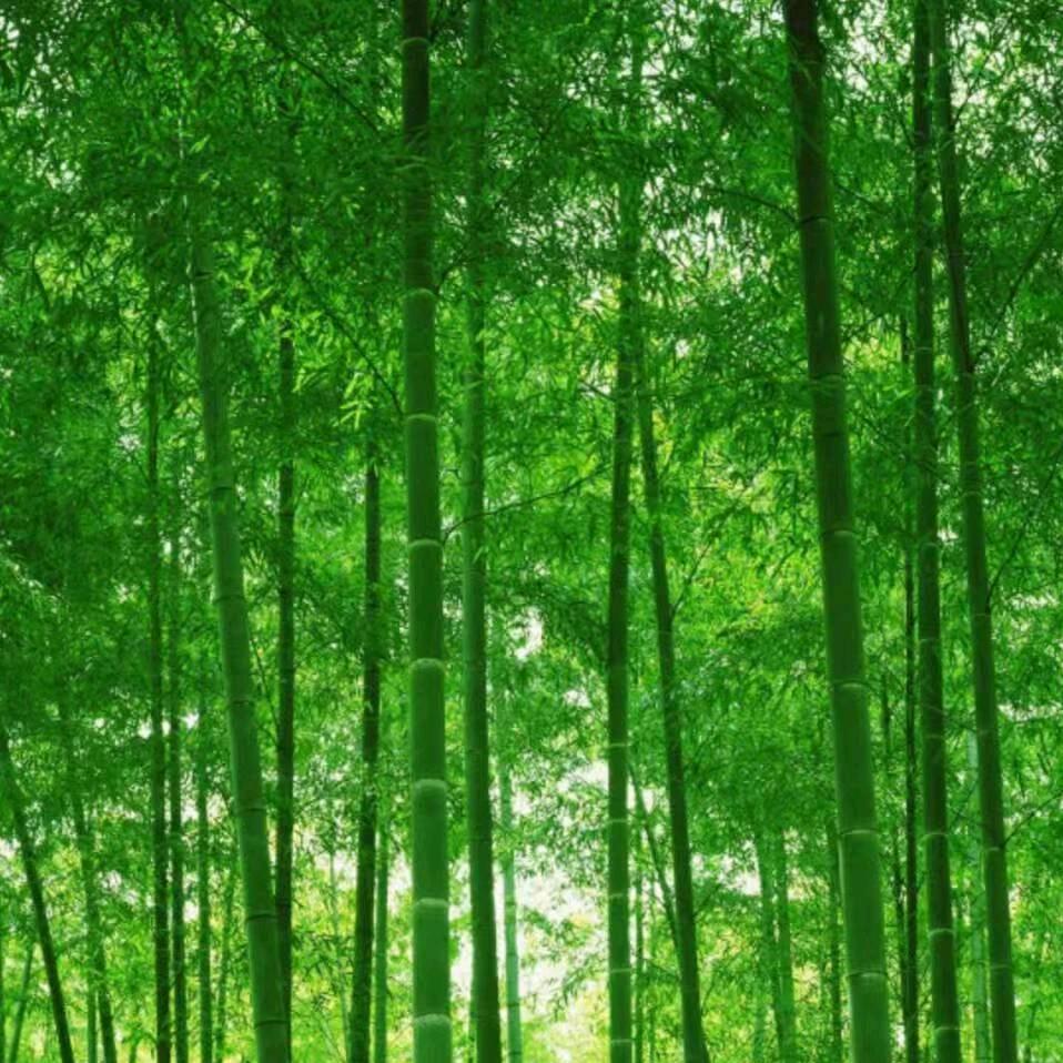 用户475400484我心永恒