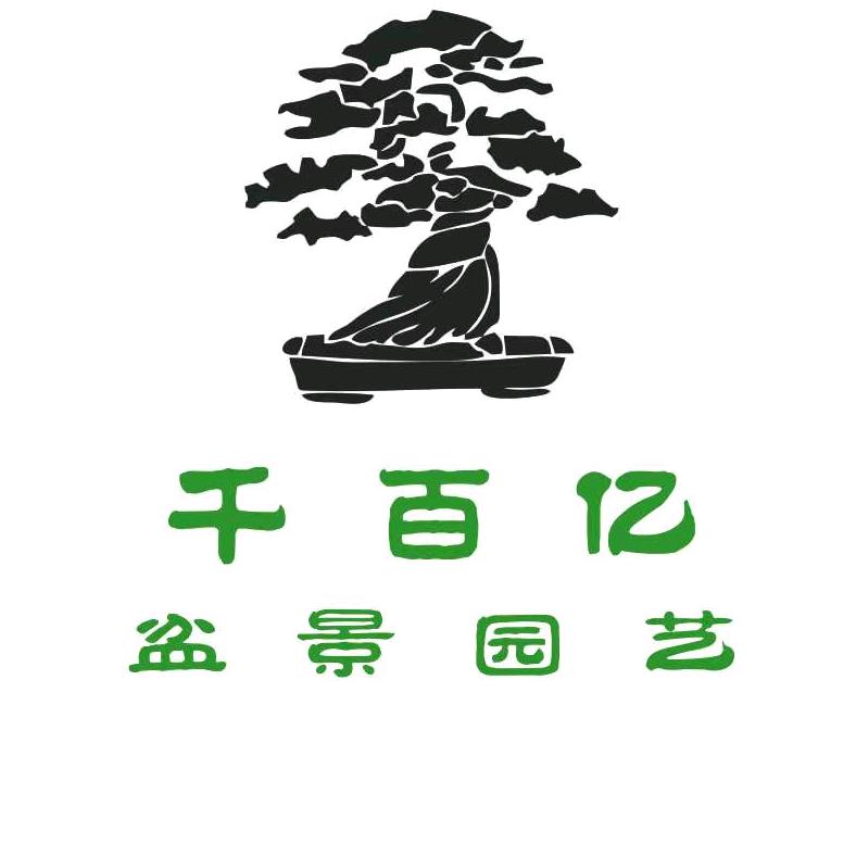 千百亿三角梅花卉