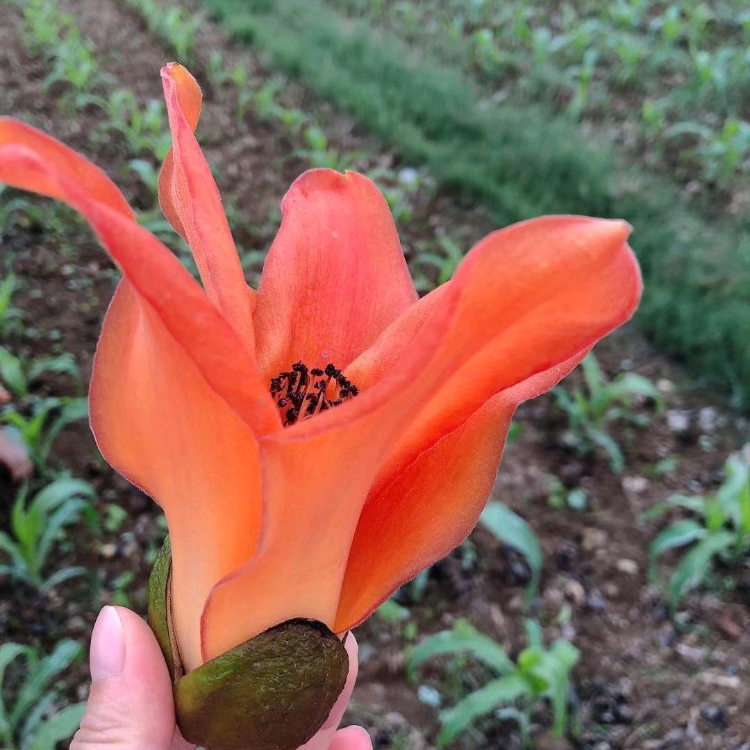 我是一片云（88）