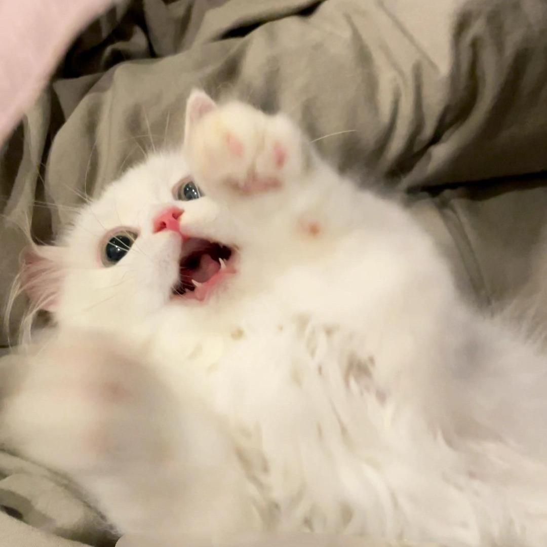 今天说早安了嘛