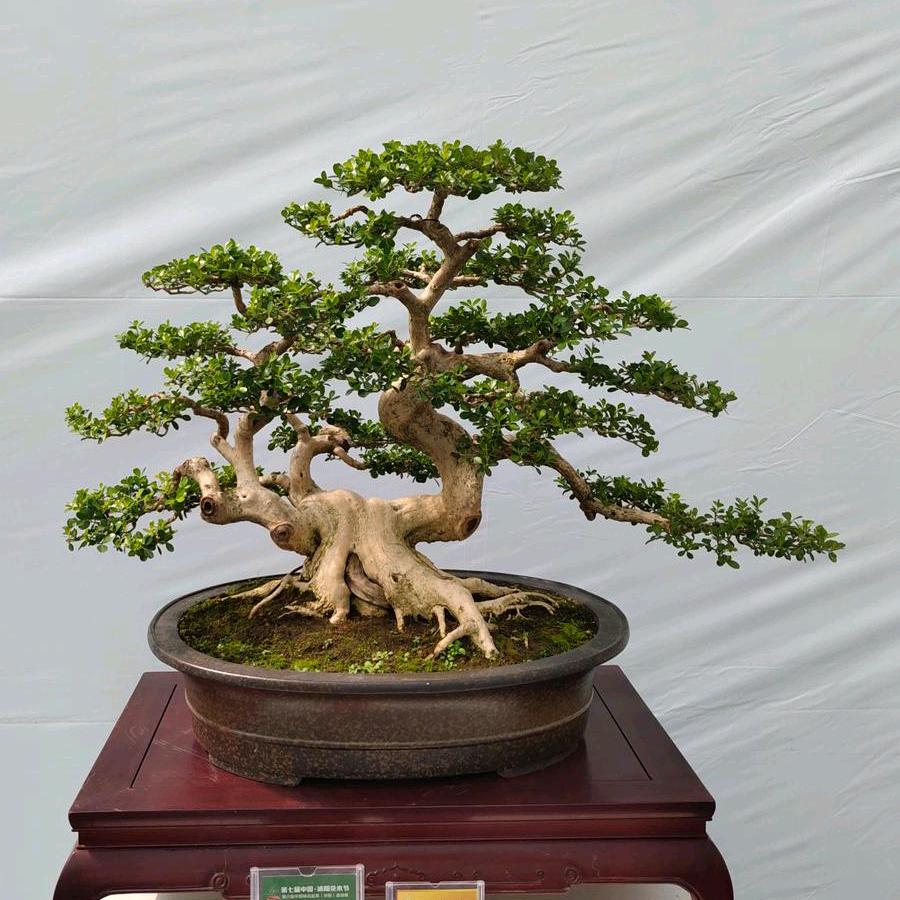 叶秋盆景