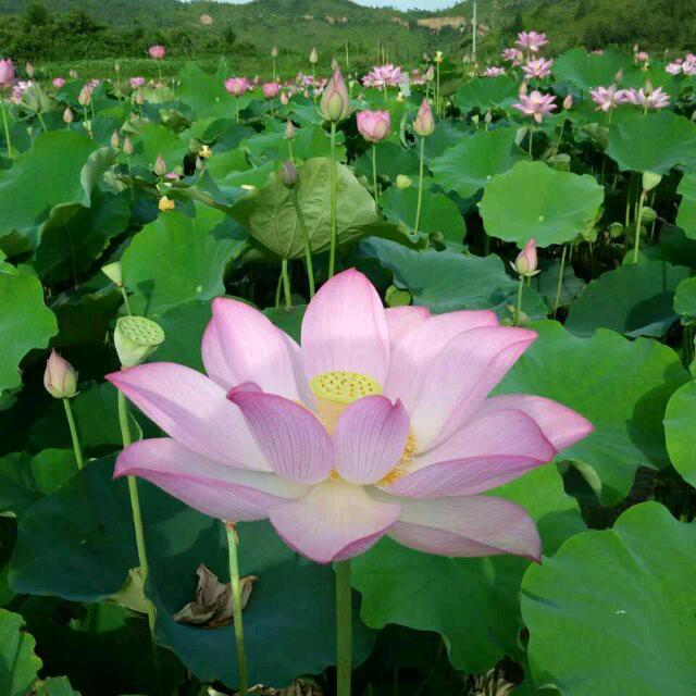 连花婆婆