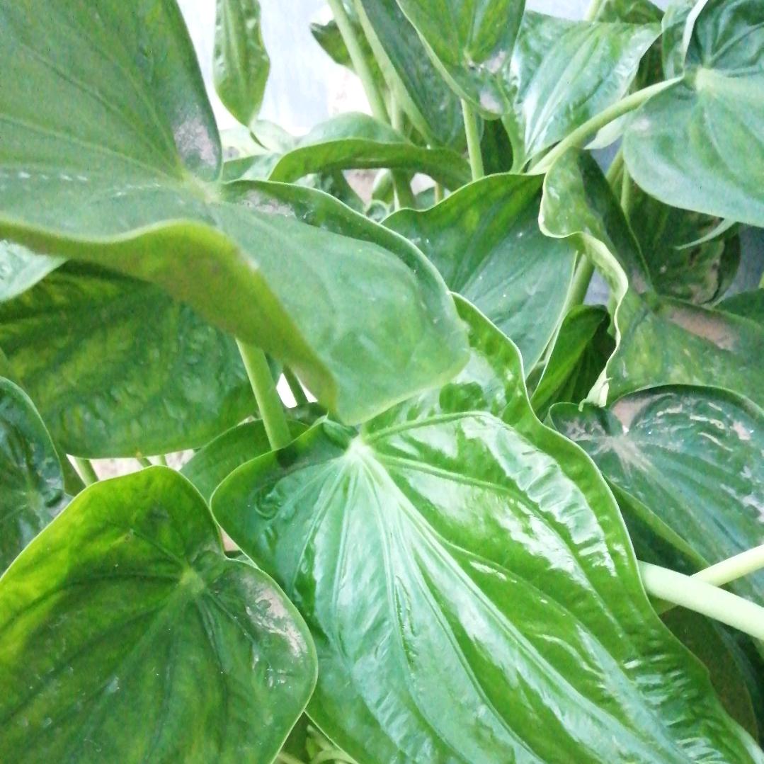 和风细雨头像