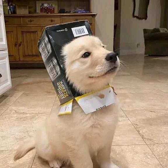 美丽人生🐯