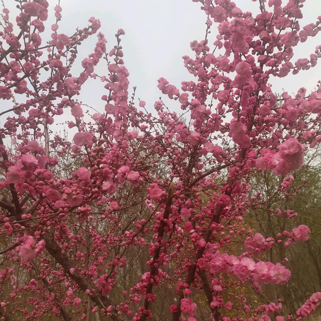 雪中青松