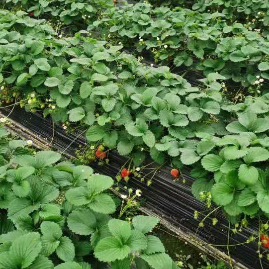 🍓草莓种植用品🍓🍅