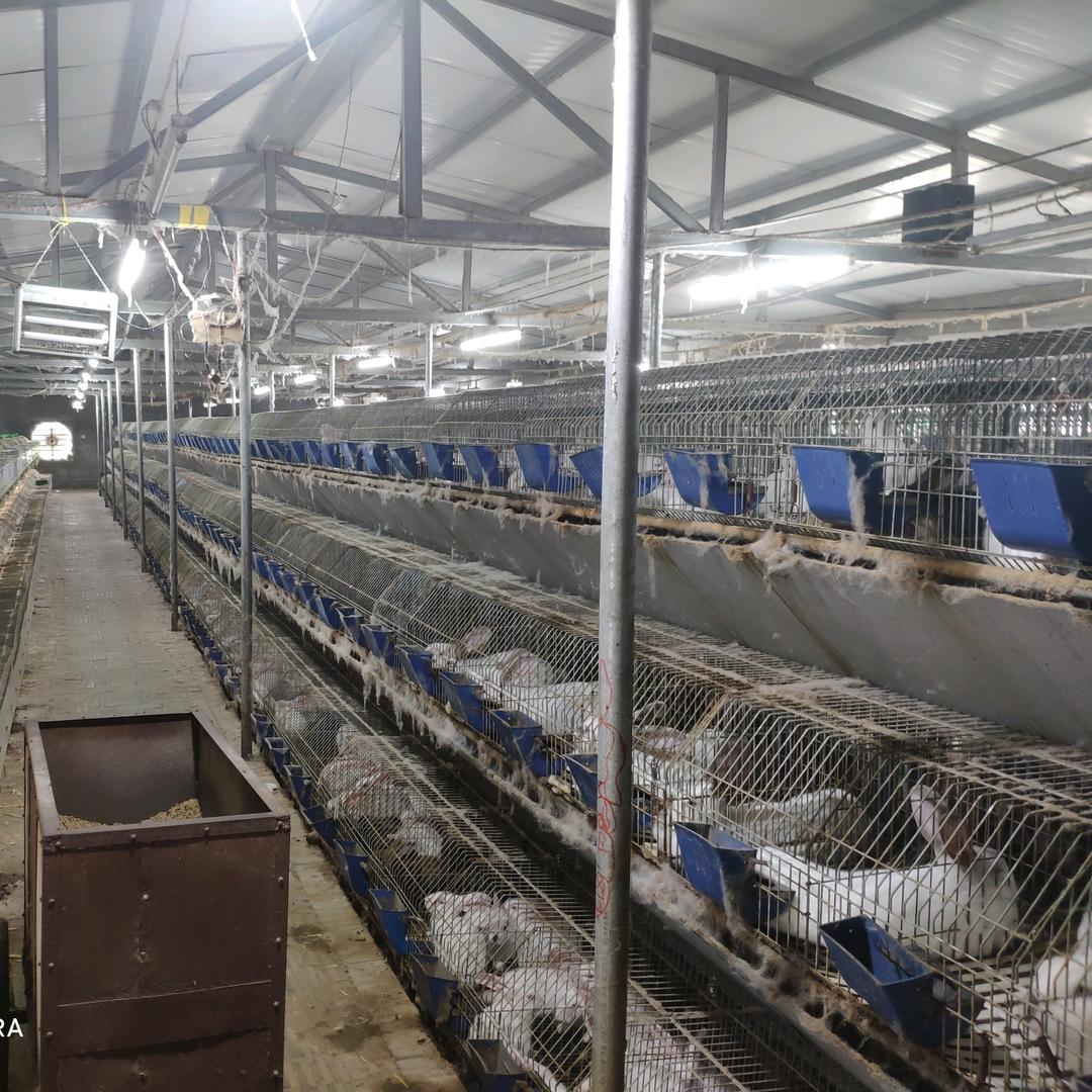 临颍县恒盈家庭农场，东方希望金豆系列兔料