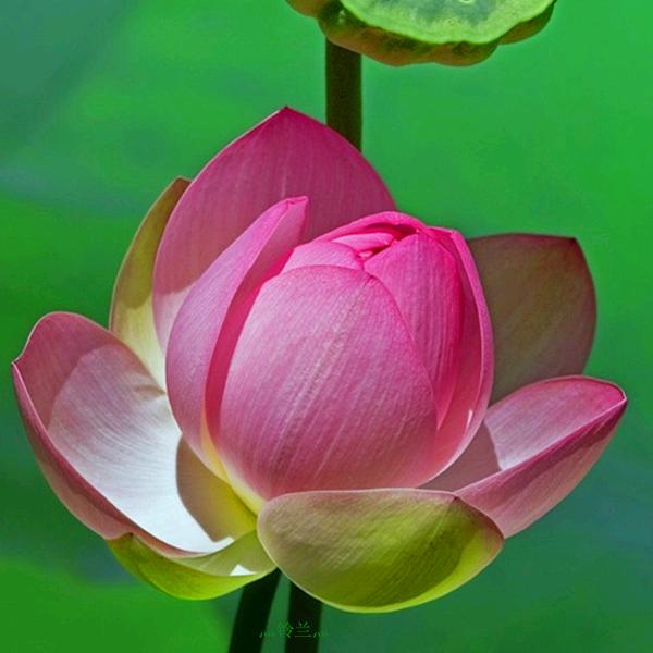 蜜糖果果