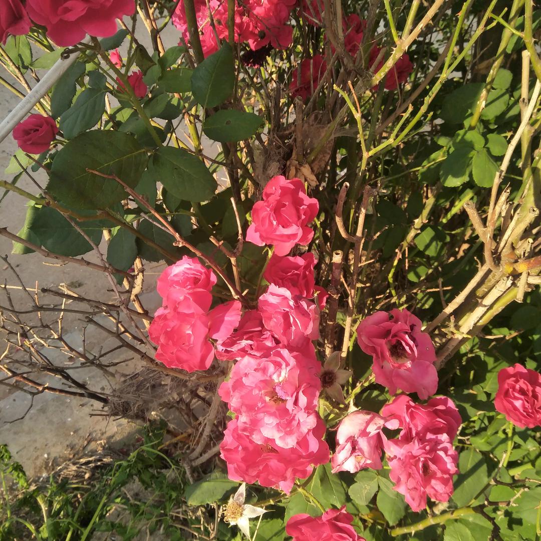 没心没肺活着不累