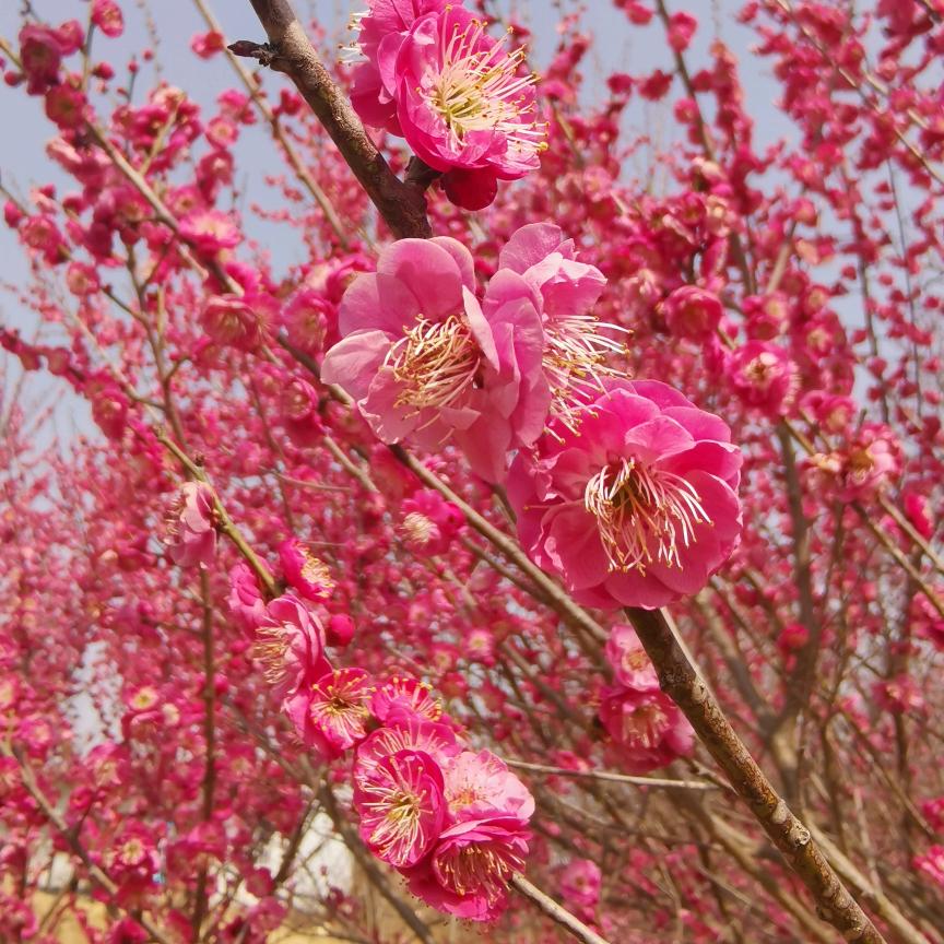 红梅花开