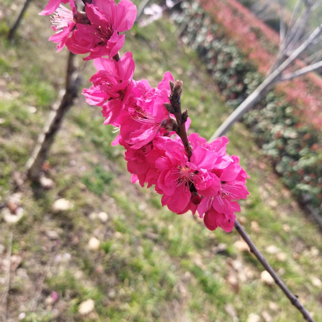 ❤️幸福🍎一家人🌹