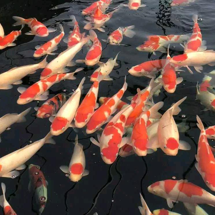敏