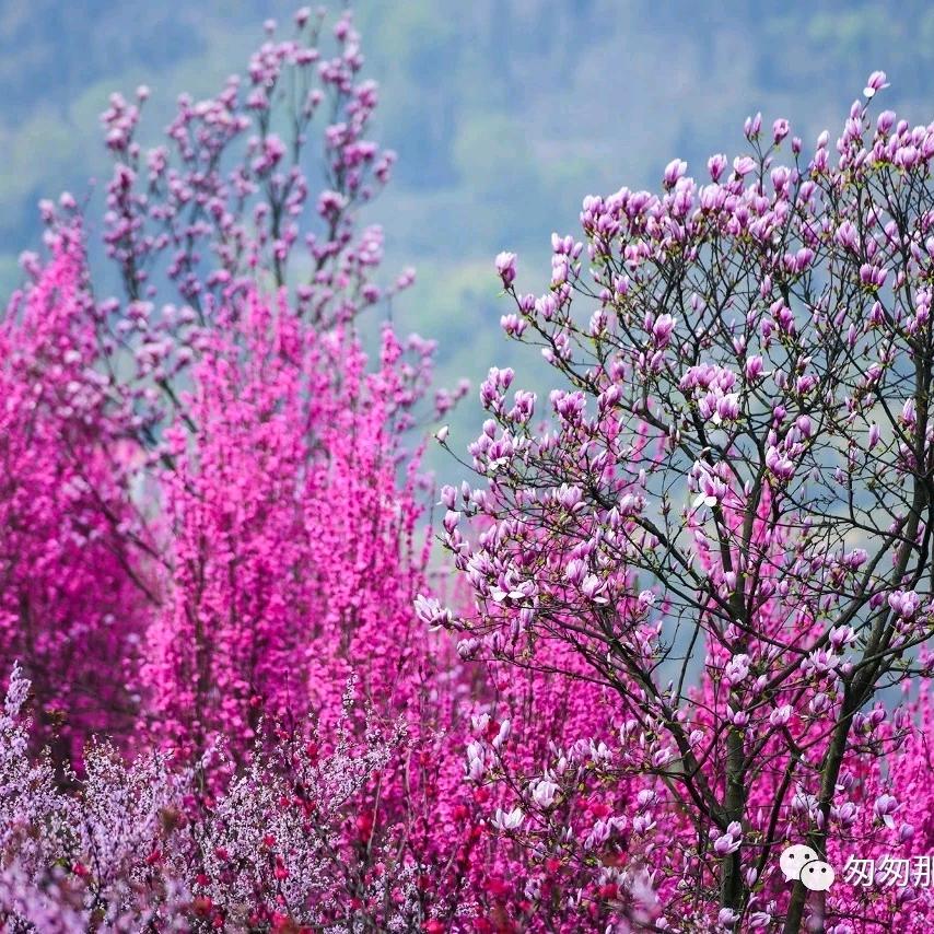 荣昌土家山珍金科店