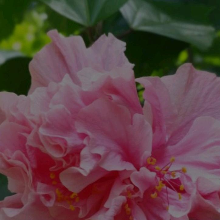 小马云孩儿他爹。