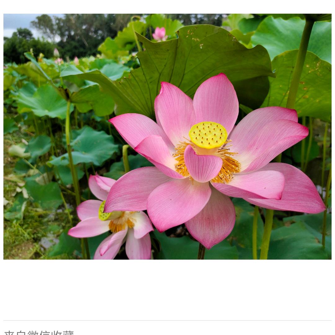 战斗鸡