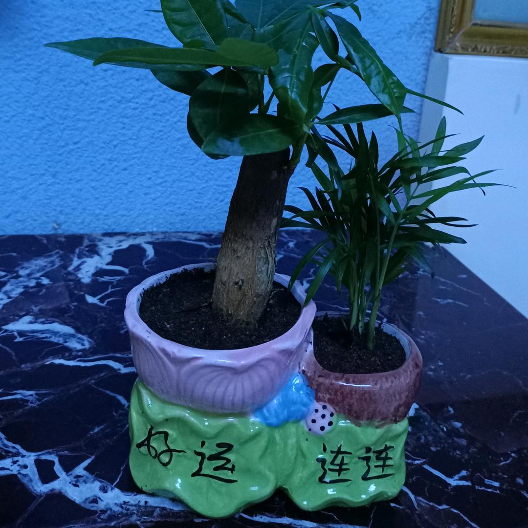 旺旺