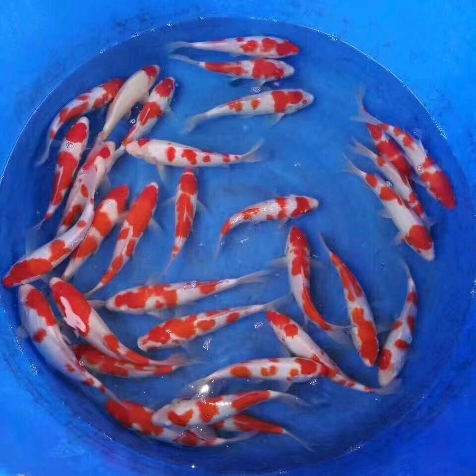 锦荣观赏鱼2