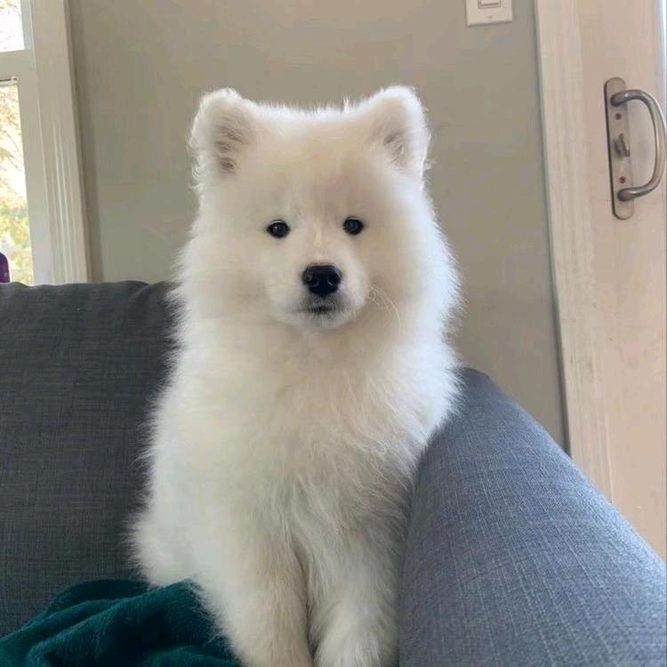 xingzuii