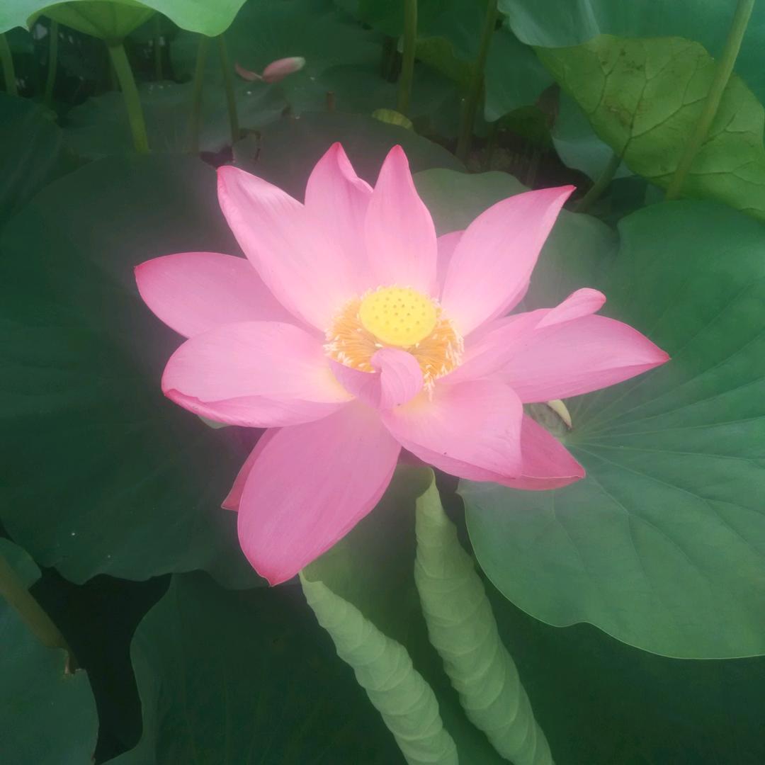 挪威的森林