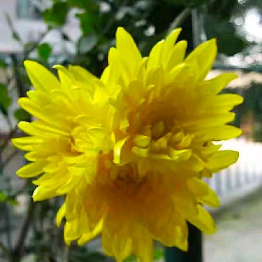 菊花九月