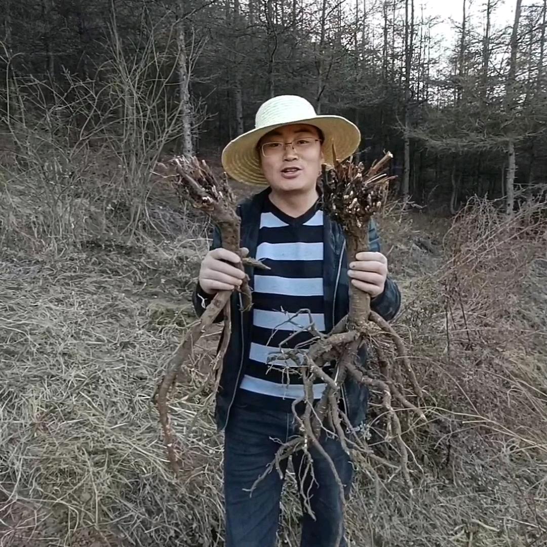 陇源甘肃道地本草刚子