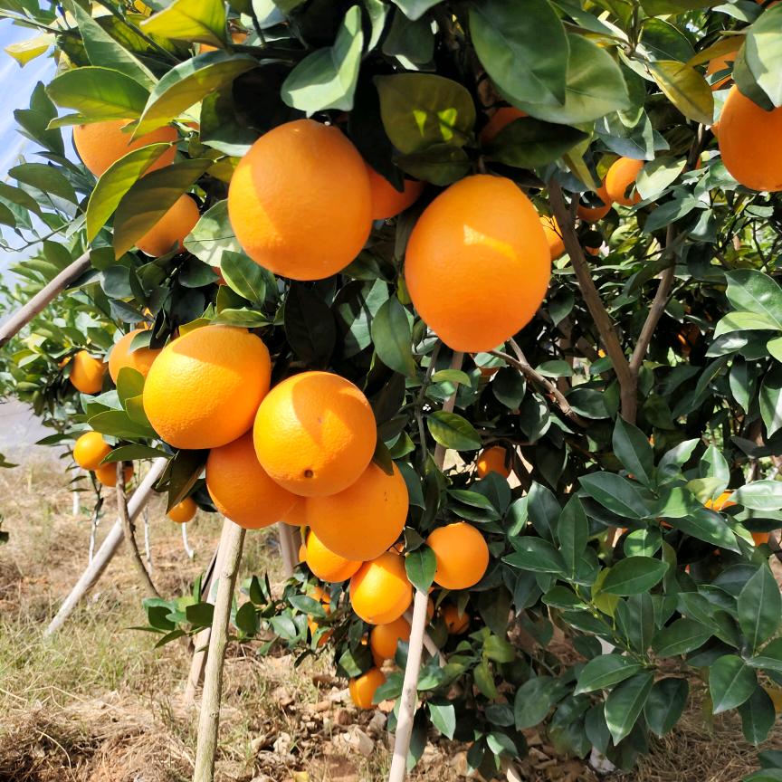 伊橙-赣南脐橙产地直销