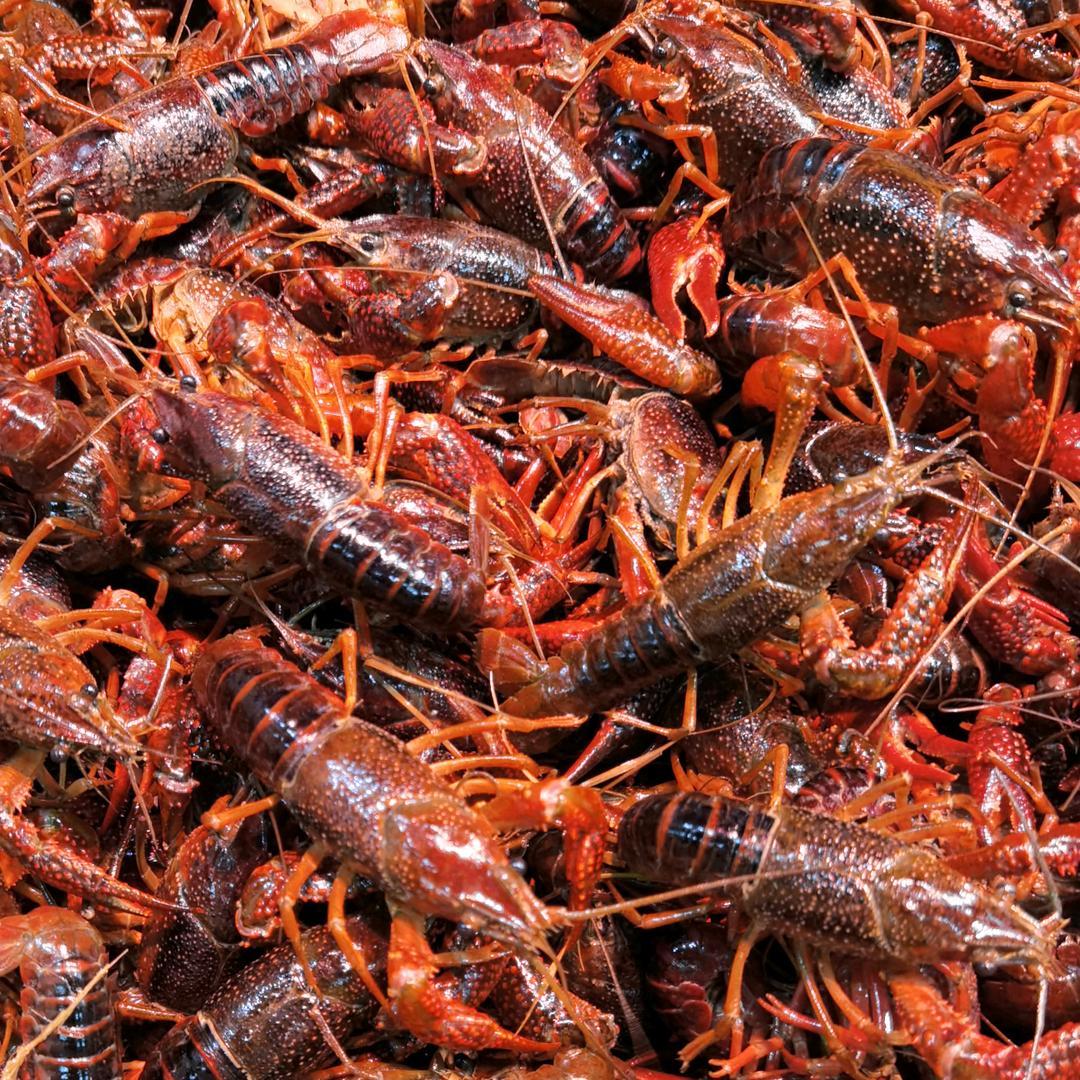 少杰水产批发行