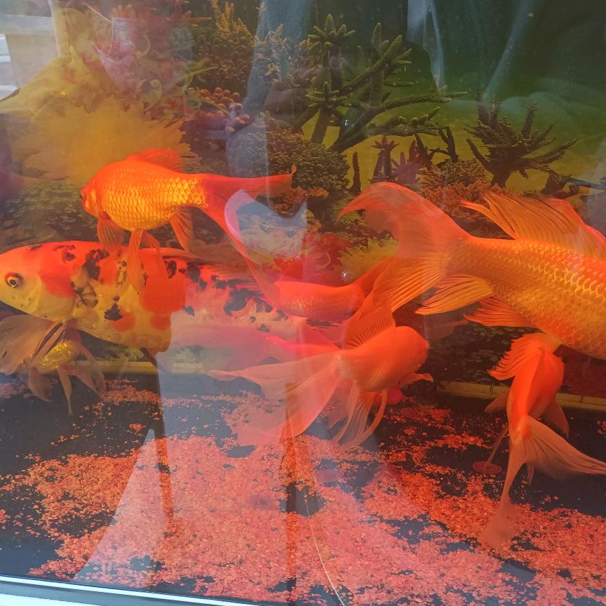 carma（拒绝私聊）