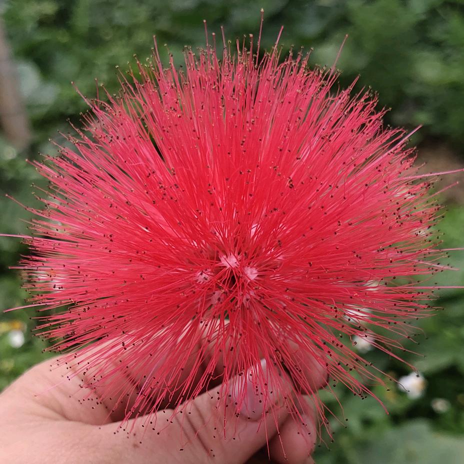 🕊华ℒℴѵℯ·