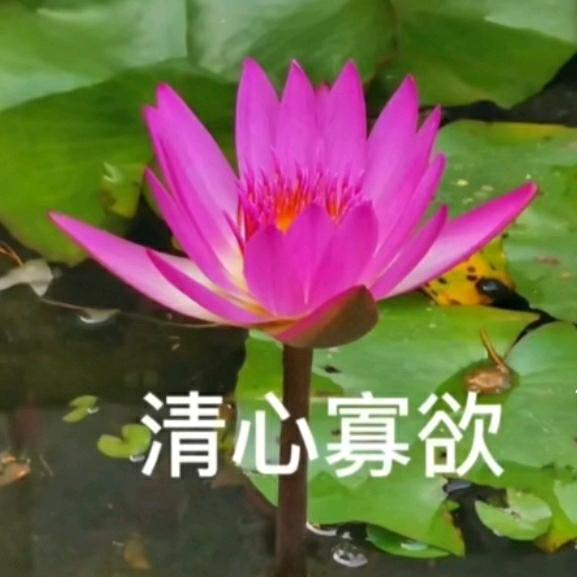 长胜将军