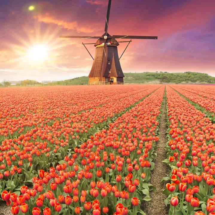 用户3690826706666兰