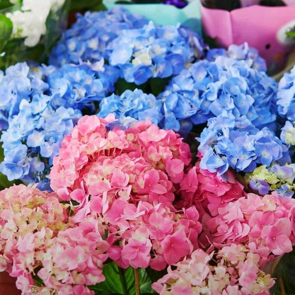 金树开花