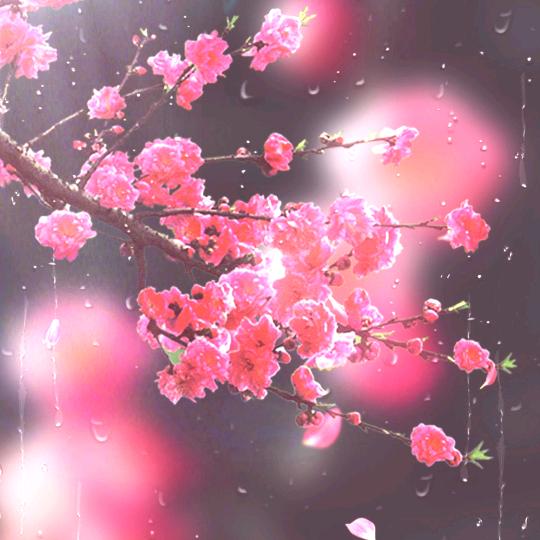 日出（手机摄影）