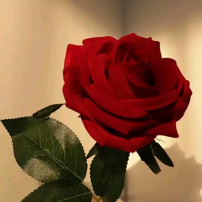 情圣🌹🌹小阿旭