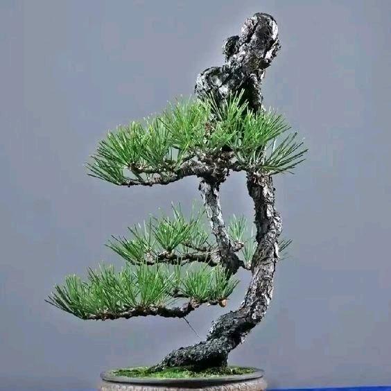 老李玩盆景