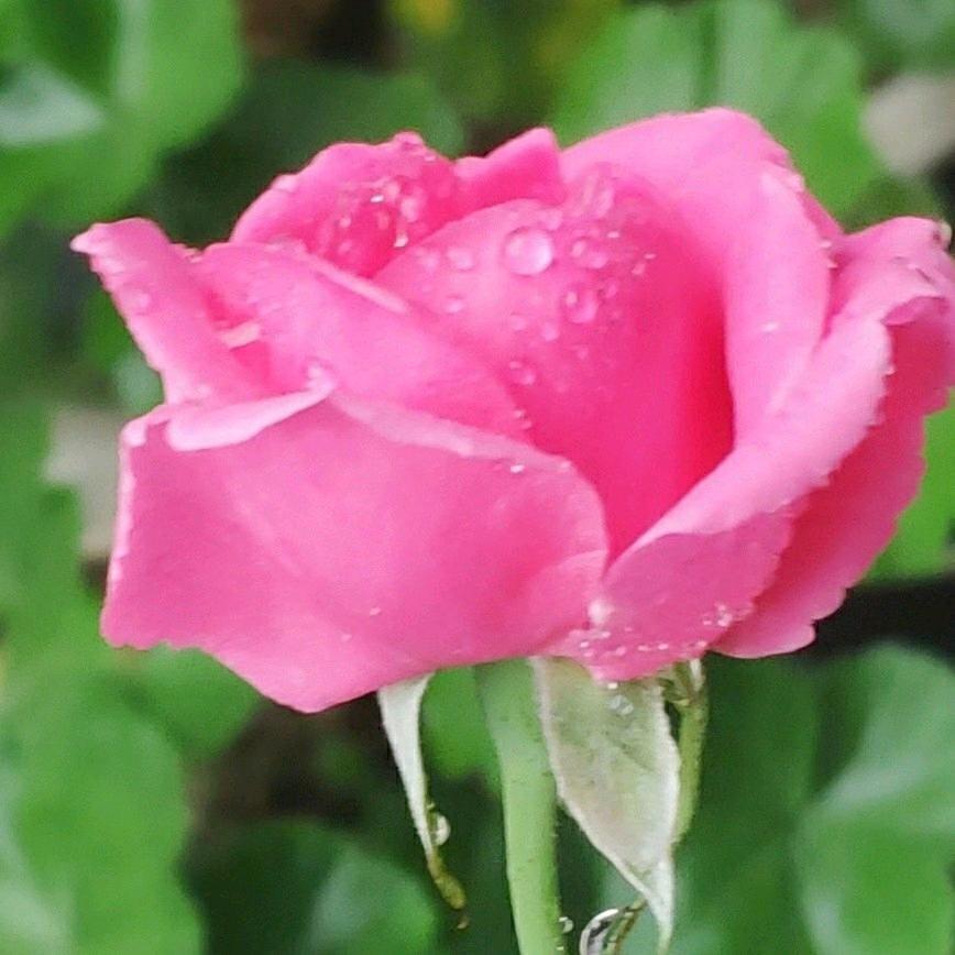 花🌺谢🌺花🌸飞