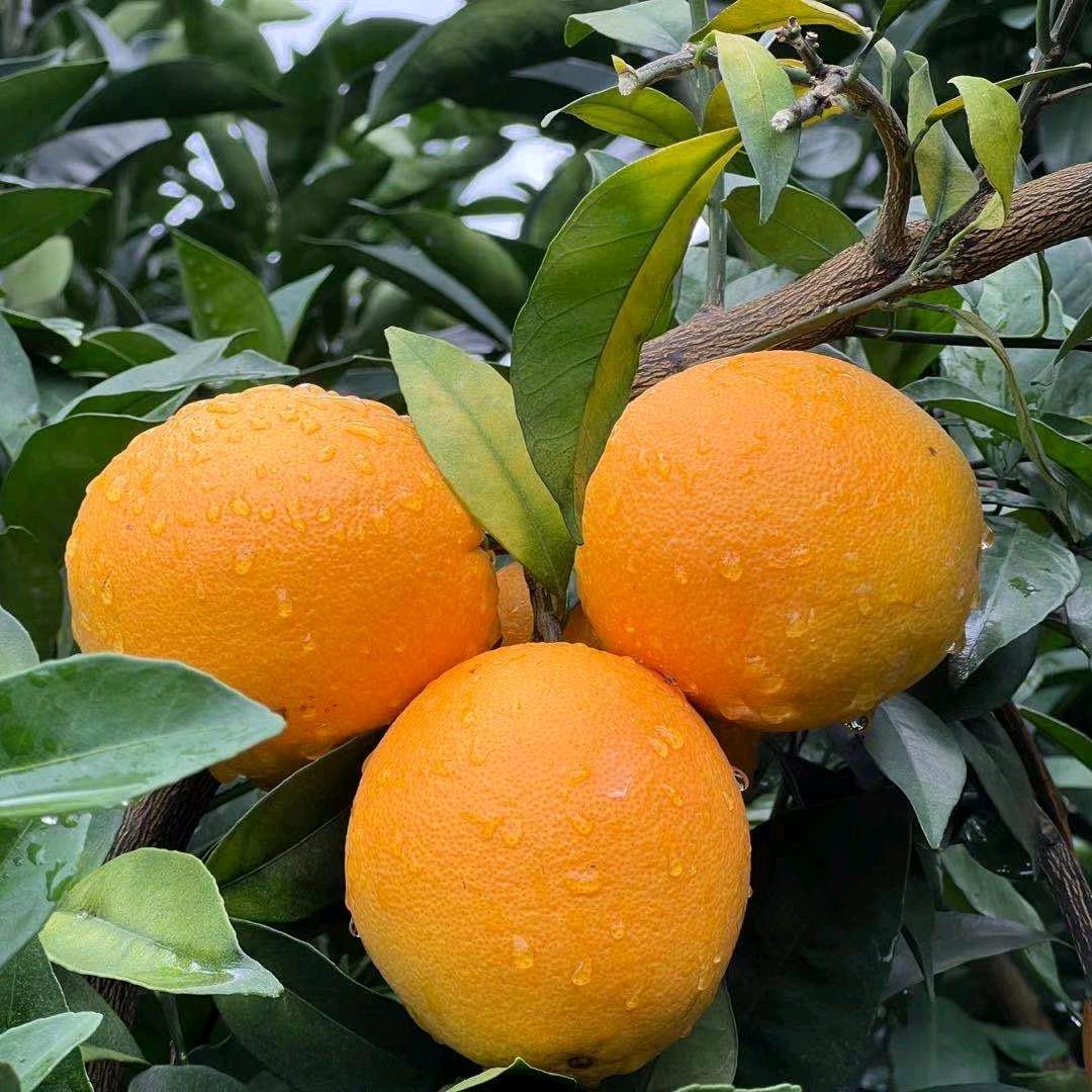 硕果鲜选水果铺