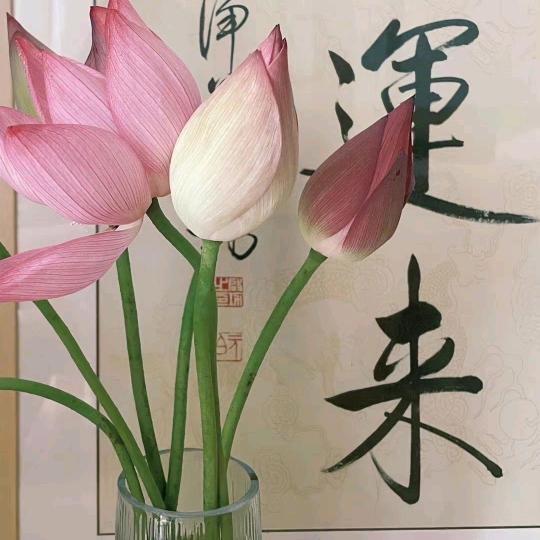 蝴蝶不想当i人了