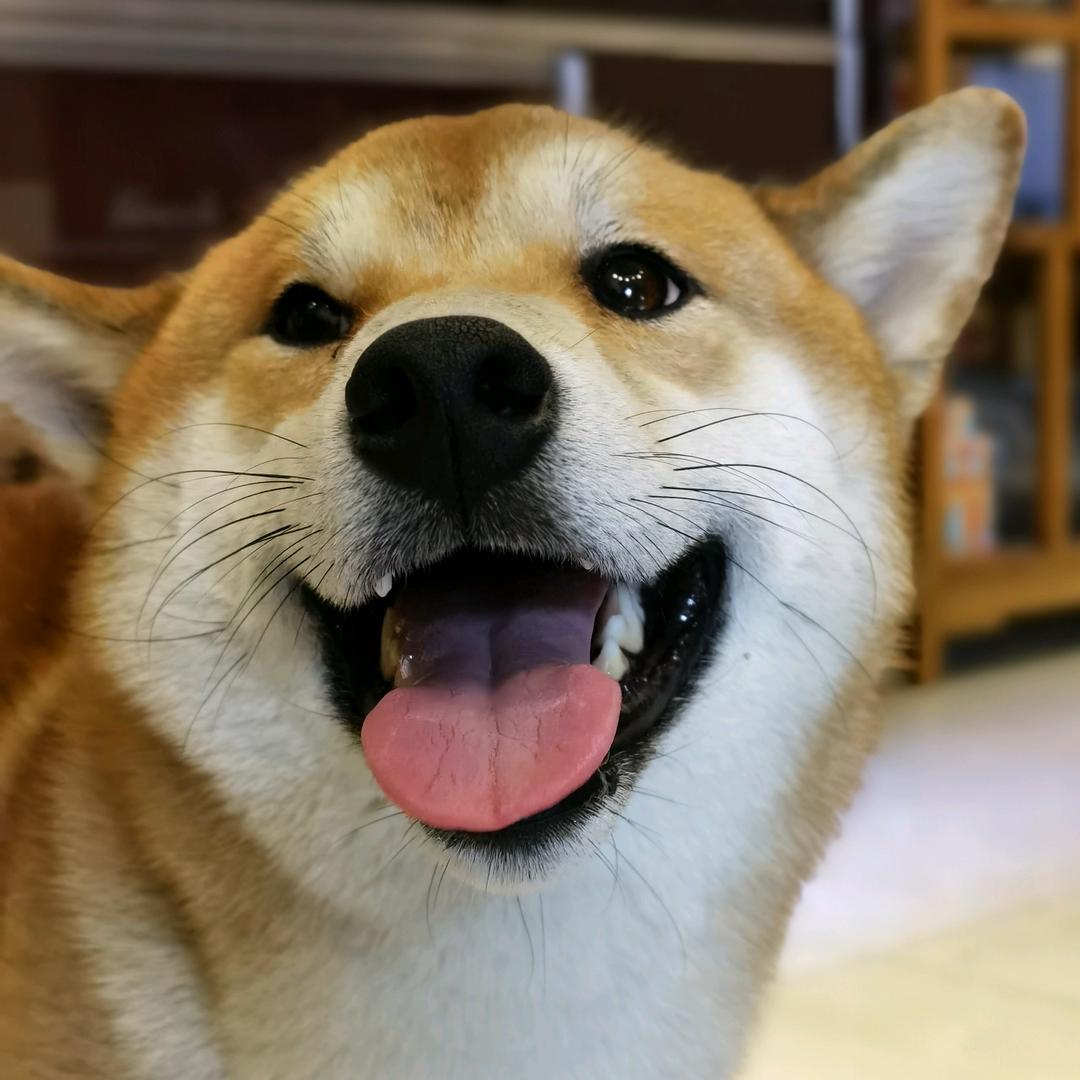 柴犬&吉祥